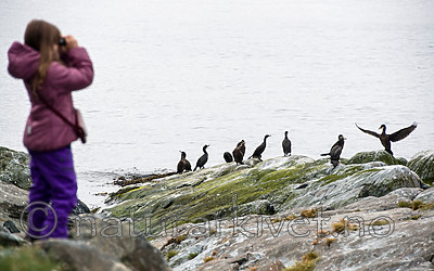 BB 15 0307 / Phalacrocorax aristotelis / Toppskarv